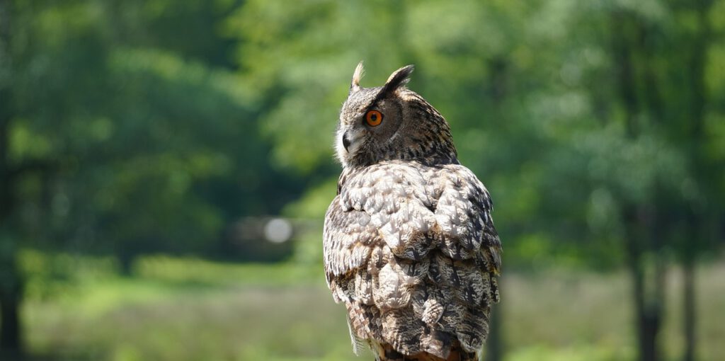 owl, bird, animal-6363501.jpg